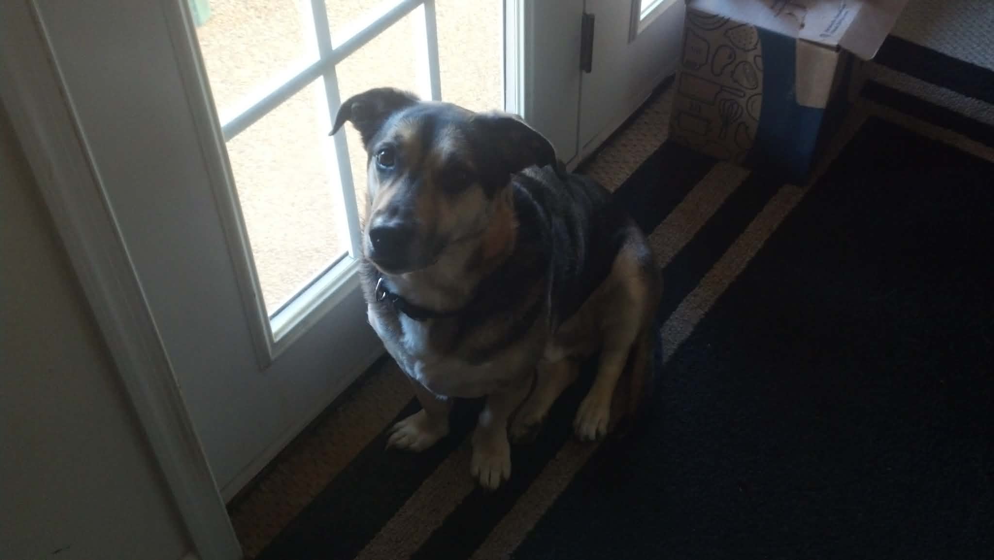 I had a 100% close rate on this offer for my dog Stanley